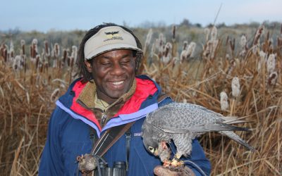 On the Edge of Wild with Master Falconer Shawn Hayes