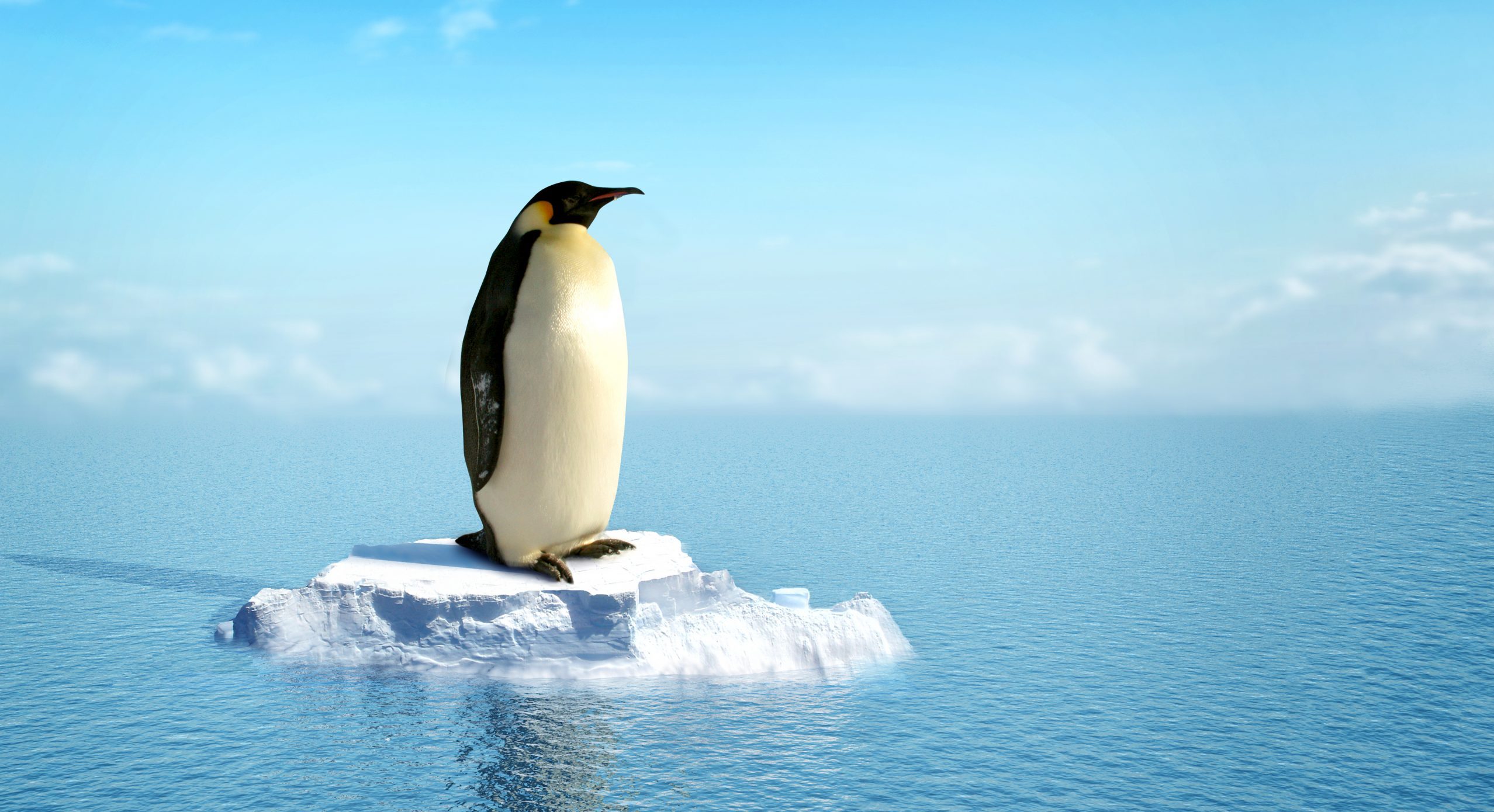 emperor penguin on small iceberg